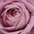 Vijolična - Vrtnica čajevka - Waltz Time